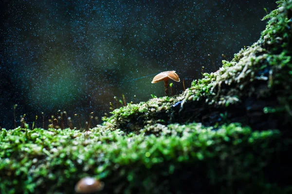 小さな菌類は 暗い背景と木の幹と緑の苔に生えたキノコします バックライト 大気中の照明とマクロの詳細と秋の風景 — ストック写真