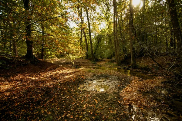 Detaily Scény Ande Podzimního Lesa Baldachýnem Teplé Barvy — Stock fotografie