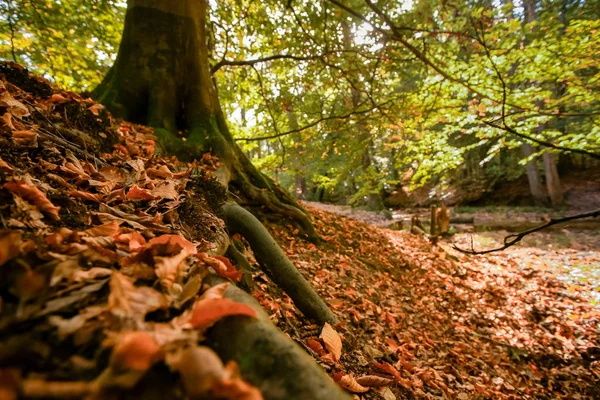 详细的一个秋天的森林与树冠和温暖的颜色的场景 — 图库照片