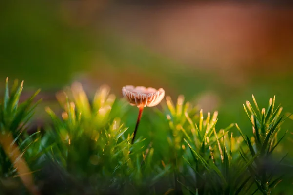 Moss の繊細なキノコ 背の高い細い茎フラット キャップ — ストック写真