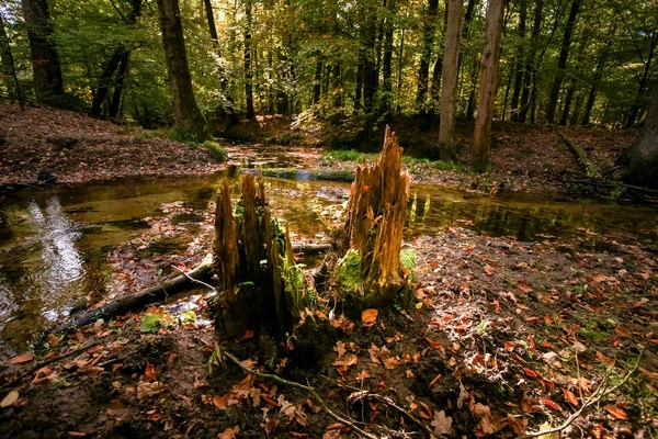 Dode Boomstammen Met Varens Jonge Groene Bladeren Een Herfst Scène — Stockfoto