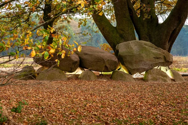 Dolmen Hollandalı il Drenthe ile meşe ağaçları bir arka plan olarak. Bir dolmen veya Flamanca olarak bir Hunebed yeni taş çağından inşaat işi.