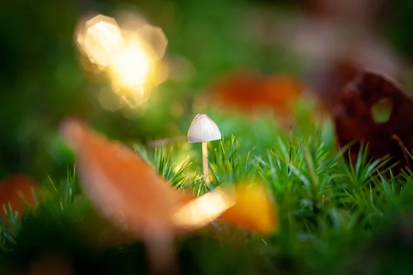 Mycena Jedovaté Houby Houby Malé Saprotrofickým Mrtvý Strom Lesní Rezervaci — Stock fotografie