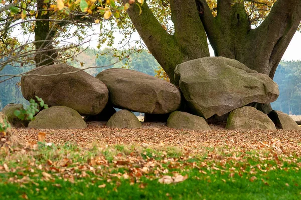 Dolmen Hollandalı il Drenthe ile meşe ağaçları bir arka plan olarak. Bir dolmen veya Flamanca olarak bir Hunebed yeni taş çağından inşaat işi.