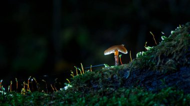 Stüdyo yaktı mantar örümcek ağı ve parlayan mistik ayrıntıları