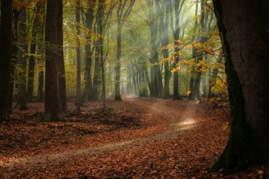 Speulderbos 