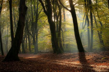 Speulderbos 