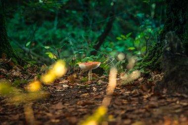 Sinek agaric, sinek mantarı parlayan kırmızı. Onun doğal ortamda zehirli bir mantar. kap su ile