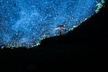 Koyu arka planlar ve bir ağaç gövdesi ile yeşil yosun üzerinde küçük mantar mantar. Aydýnlatma, atmosferik aydınlatma ve makro ayrıntılar ile sonbahar sahne
