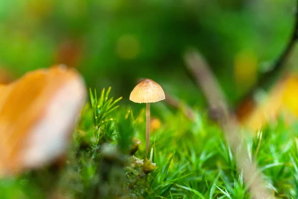 Pilze Giftige Pilze Kleine Saprotrophe Pilze Auf Abgestorbenem Baum Waldreservat — Stockfoto