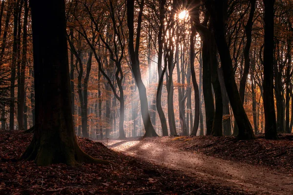 Speulderbos Drzew Taniec Speulder Sprielderbos Jeden Najstarszych Najpiękniejszych Lasów Holandii — Zdjęcie stockowe