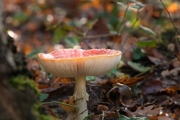 Stora Röda Lysande Flugsvamp Amanita Muscaria Giftig Svamp Sin Naturliga — Stockfoto