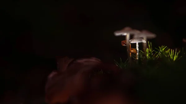 Pequenos Cogumelos Outono Musgo Bela Luz Outono Uma Macro Cena — Fotografia de Stock