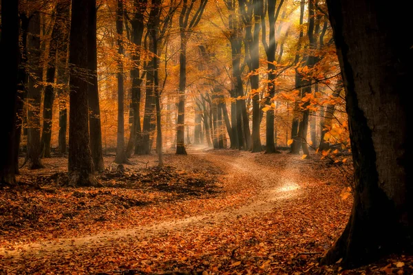 Speulderbos Die Tanzenden Bäume Speulder Und Sprielderbos Einer Der Ältesten — Stockfoto