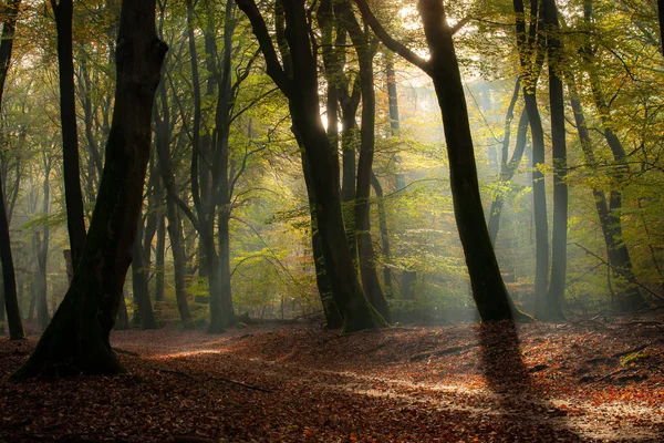 Speulderbos Drzew Taniec Speulder Sprielderbos Jeden Najstarszych Najpiękniejszych Lasów Holandii — Zdjęcie stockowe