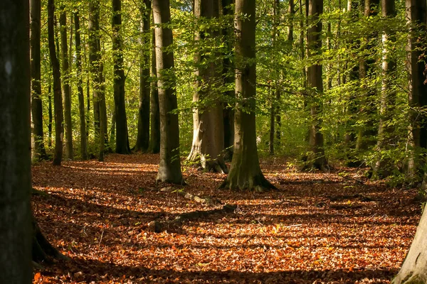 Levendige Oktober Dag Kleurrijke Bos Esdoorn Herfst Bomen — Stockfoto