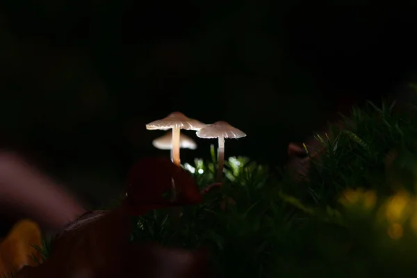 Pequeños Hongos Otoñales Musgo Con Hermosa Luz Otoñal Una Macro — Foto de Stock