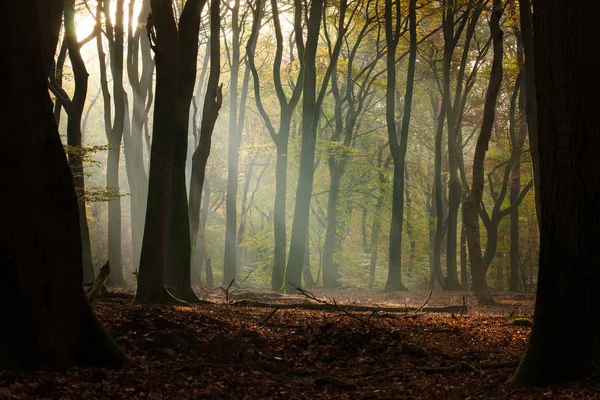 Speulderbos Dancing Trees Speulder Sprielderbos One Oldest Most Beautiful Forests — 图库照片