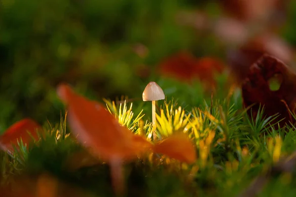 Pilze Giftige Pilze Kleine Saprotrophe Pilze Auf Abgestorbenem Baum Waldreservat — Stockfoto