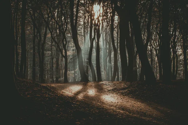 Speulderbos Die Tanzenden Bäume Speulder Und Sprielderbos Einer Der Ältesten — Stockfoto