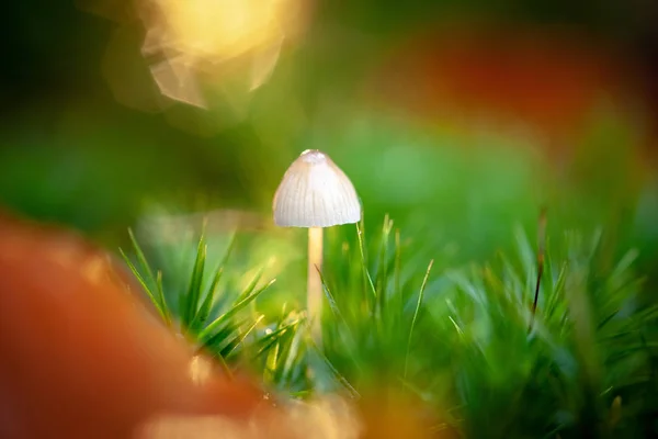 Mycena Hongos Venenosos Pequeños Hongos Saprotróficos Árbol Muerto Reserva Forestal —  Fotos de Stock