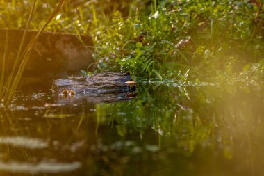 Mantar su doğal bir ortamda yetişen ve su yüzeyi lamellae yansıtır.