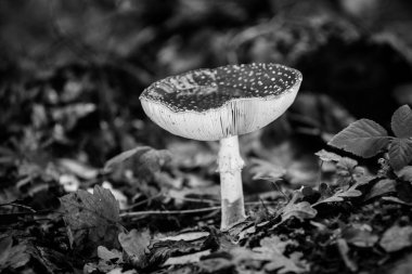 Sinek agaric, sinek mantarı parlayan kırmızı. Onun doğal ortamda zehirli bir mantar. kap su ile