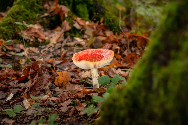 Grande Mosca Vermelha Brilhante Agaric Amanita Muscaria Cogumelo Tóxico Seu — Fotografia de Stock