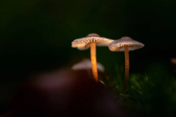 Pequeños Hongos Otoñales Musgo Con Hermosa Luz Otoñal Una Macro —  Fotos de Stock