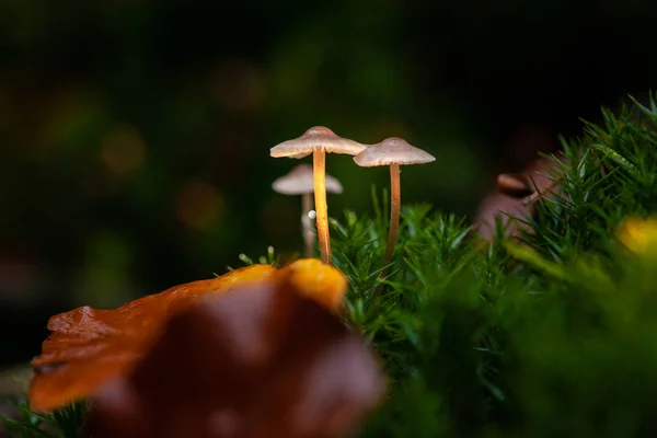 小秋蘑菇在苔藓中美丽的秋光中的童话般的宏观场景 — 图库照片