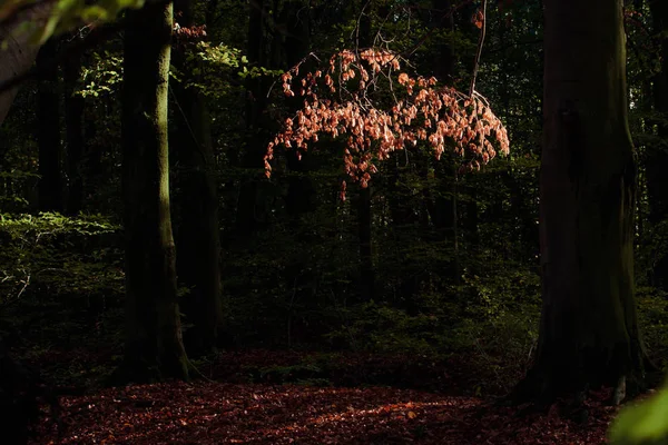 Vivido Giorno Ottobre Nella Foresta Colorata Acero Autunno Alberi — Foto Stock