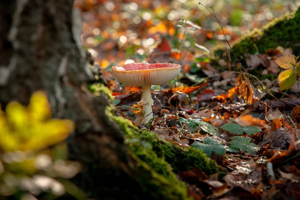 Duże Czerwone Świecące Muchomora Amanita Muscaria Toksyczny Grzyb Jej Naturalnym — Zdjęcie stockowe