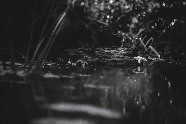 キノコは自然環境における水の上育ち水面にラメラを反映 — ストック写真