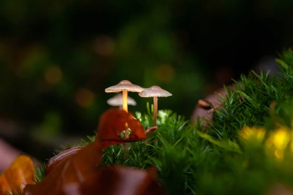 Petits Champignons Automne Dans Mousse Dans Belle Lumière Automne Dans — Photo