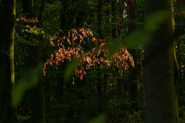 Яркий Октябрь Красочных Лесах Кленовых Осенних Деревьях — стоковое фото