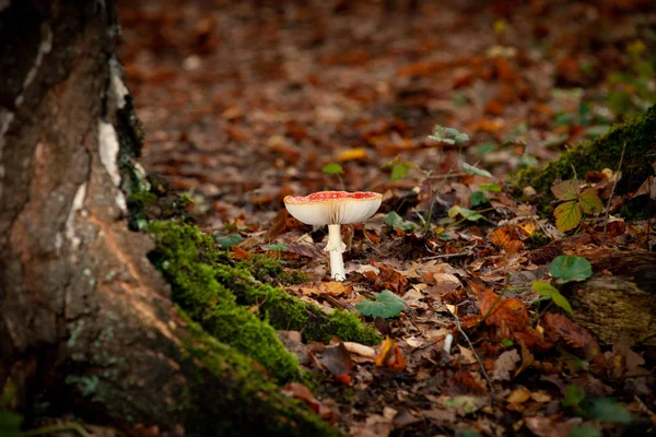 Duże Czerwone Świecące Muchomora Amanita Muscaria Toksyczny Grzyb Jej Naturalnym — Zdjęcie stockowe