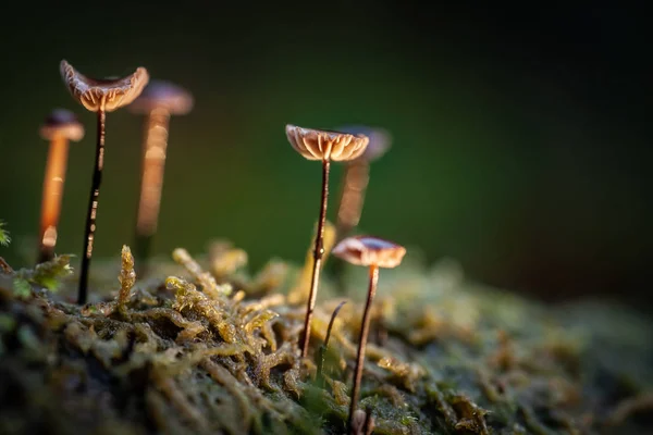 Delicate Mushrooms Moss Tall Thin Stems Flat Caps — Stock Photo, Image