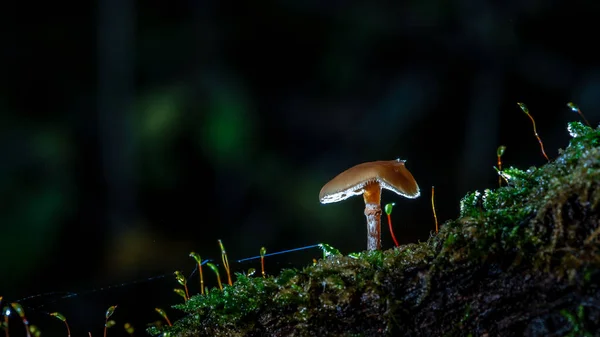 クモの巣と輝く神秘的な点灯スタジオ キノコ詳細 — ストック写真