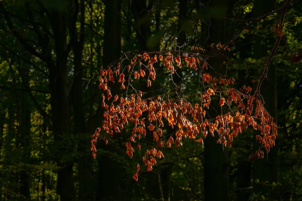 Ζωηρά Οκτωβρίου Ημέρα Στο Πολύχρωμο Δάσος Δέντρα Σφενδάμνου Φθινόπωρο — Φωτογραφία Αρχείου