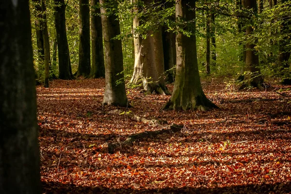 Día Octubre Vívido Bosque Colorido Arce Árboles Otoño —  Fotos de Stock