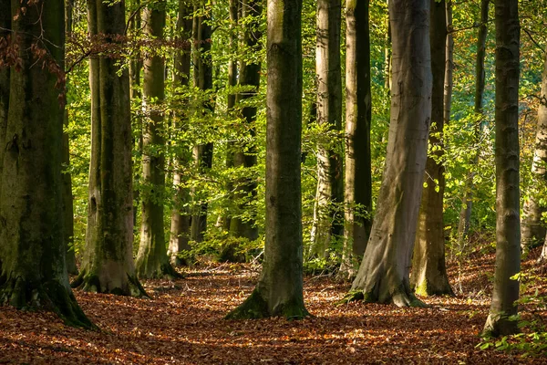 Żywe Październikowy Dzień Lesie Kolorowe Jesienne Drzewa Klonowego — Zdjęcie stockowe