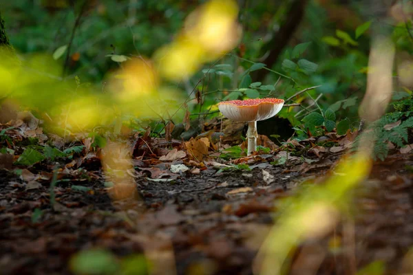 Duże Czerwone Świecące Muchomora Amanita Muscaria Toksyczny Grzyb Jej Naturalnym — Zdjęcie stockowe