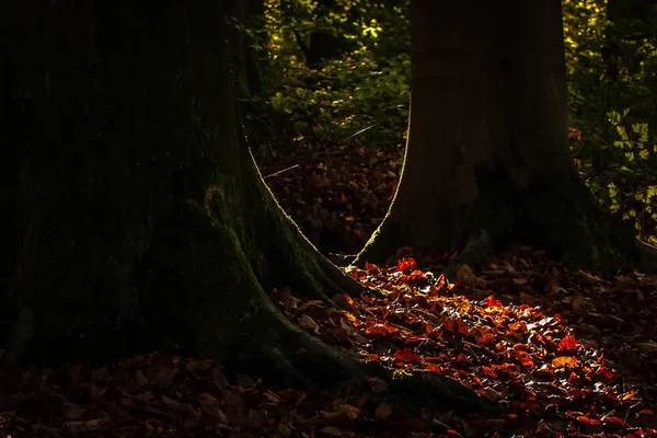 Vivido Giorno Ottobre Nella Foresta Colorata Acero Autunno Alberi — Foto Stock