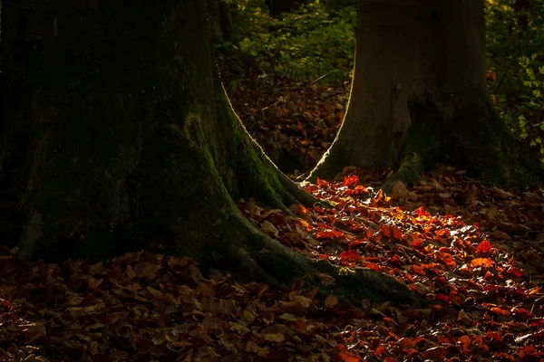 Levendige Oktober Dag Kleurrijke Bos Esdoorn Herfst Bomen — Stockfoto