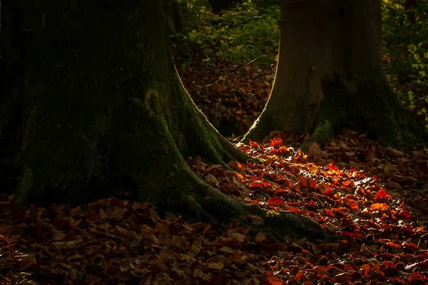 Vivid October Day Colorful Forest Maple Autumn Trees — Stock Photo, Image