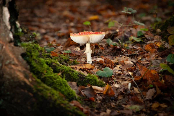 Gran Mosca Roja Brillante Agárica Amanita Muscaria Hongo Tóxico Entorno — Foto de Stock