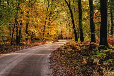 Speulderbos 