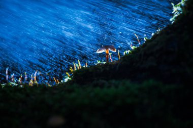 Koyu arka planlar ve bir ağaç gövdesi ile yeşil yosun üzerinde küçük mantar mantar. Aydýnlatma, atmosferik aydınlatma ve makro ayrıntılar ile sonbahar sahne