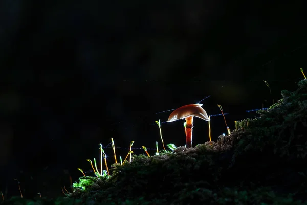 Estudio Champiñón Iluminado Con Tela Araña Detalles Místicos Brillantes — Foto de Stock