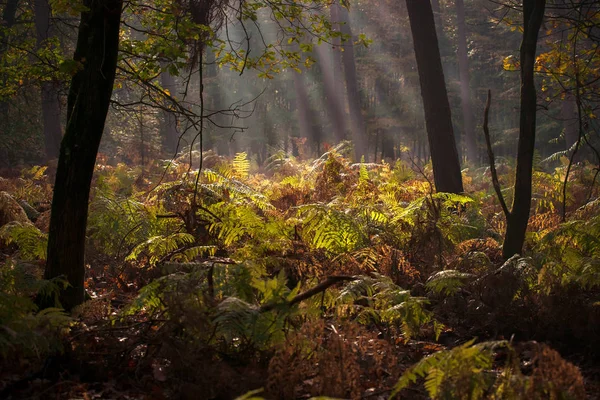 Bosque Otoño Más Hermoso Los Países Bajos Con Vistas Místicas —  Fotos de Stock